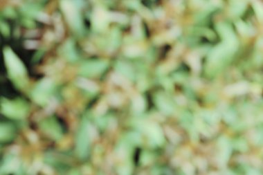 Bulanık yaprakları arka plan