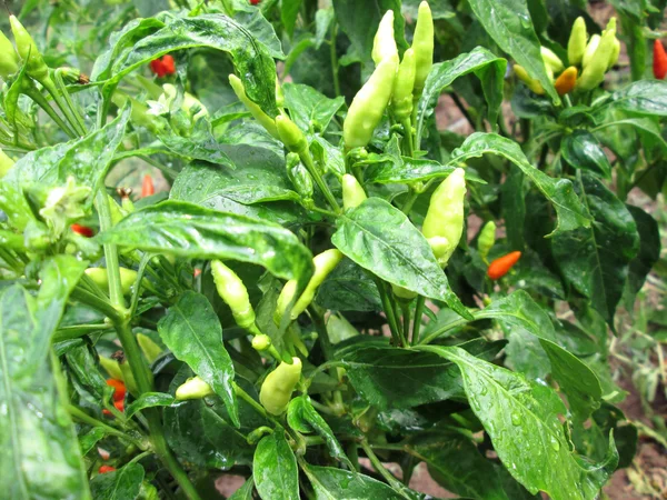 Peperoncino sull'albero — Foto Stock