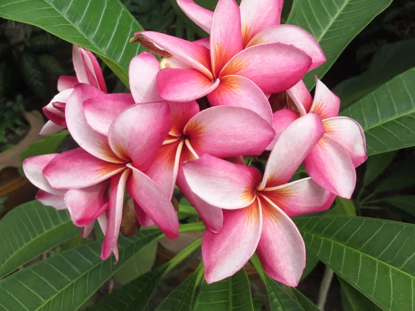 Pink frangipani flower on tree — Stock Photo, Image