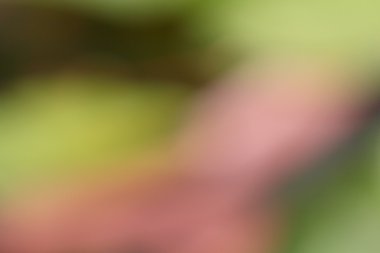 antika arka plan bulanık