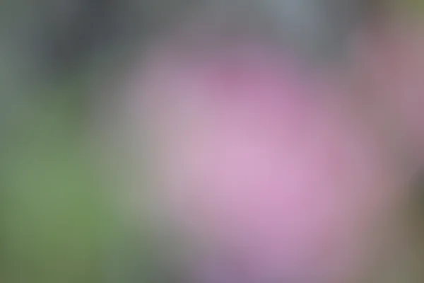 Blurred flower background — Stock Photo, Image