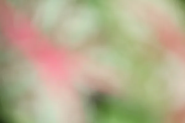 Blurred nature background — Stock Photo, Image