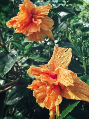 Amberçiçeği, turuncu tropik çiçekler ve yeşil yaprakların güzelliği.