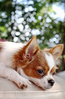 Beyaz ve kahverengi chihuahua köpekli hayvan şirinliği.