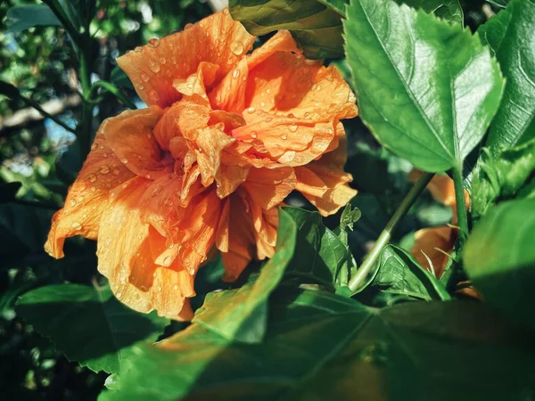 Bonito Hibisco Laranja Flores Tropicais Folhas Verdes — Fotografia de Stock