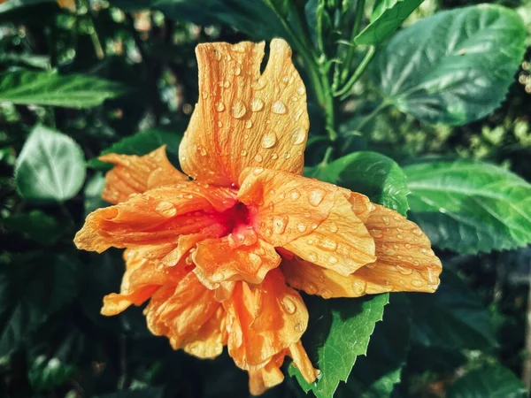 Bonito Hibisco Laranja Flores Tropicais Folhas Verdes — Fotografia de Stock