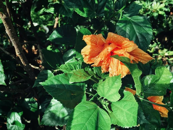 Красивая Гибискуса Оранжевые Тропические Цветы Зеленые Листья — стоковое фото