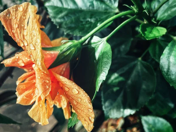 Vacker Hibiskus Apelsin Tropiska Blommor Och Gröna Blad — Stockfoto