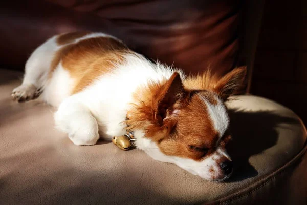 Niedlich Von Weißen Und Braunen Chihuahua Hund Haustier — Stockfoto