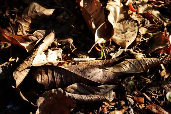 Belle Feuilles Séchées Brunes Fond Texture Nature — Photo