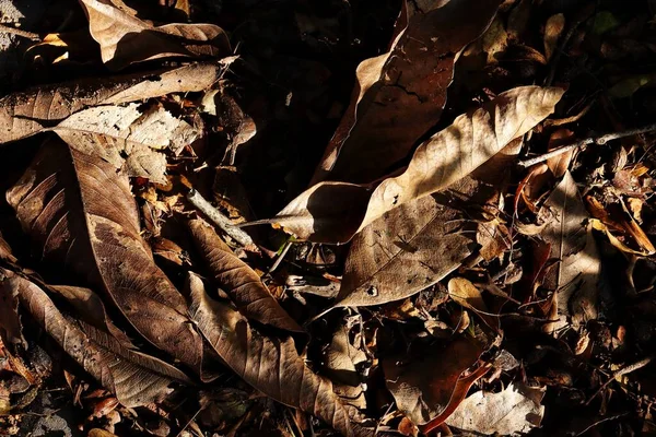 Belle Feuilles Séchées Brunes Fond Texture Nature — Photo