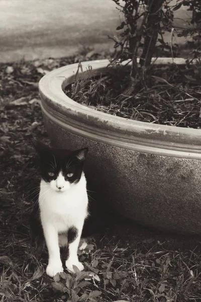 Schattig Van Mooie Zwarte Kat Dier Tuin — Stockfoto