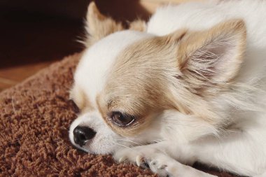 Beyaz chihuahua köpeğinin sevimli hayvanı.