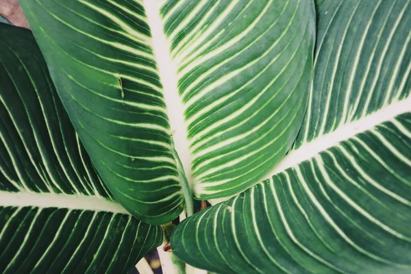 Mooi Van Groene Tropische Bladeren Plant Achtergrond Textuur — Stockfoto