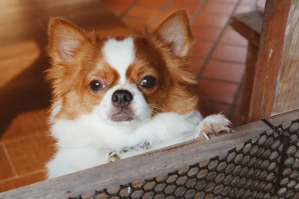 Söt Vit Chihuahua Hund Sällskapsdjur — Stockfoto
