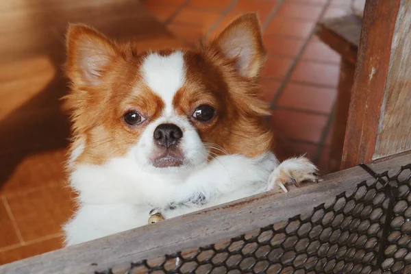 Schattig Van Witte Chihuahua Hond Huisdier — Stockfoto