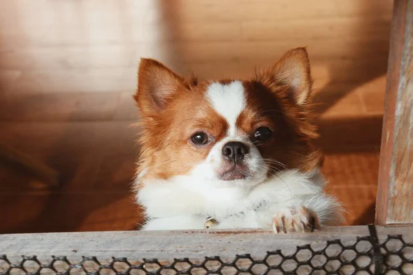 Söt Vit Chihuahua Hund Sällskapsdjur — Stockfoto