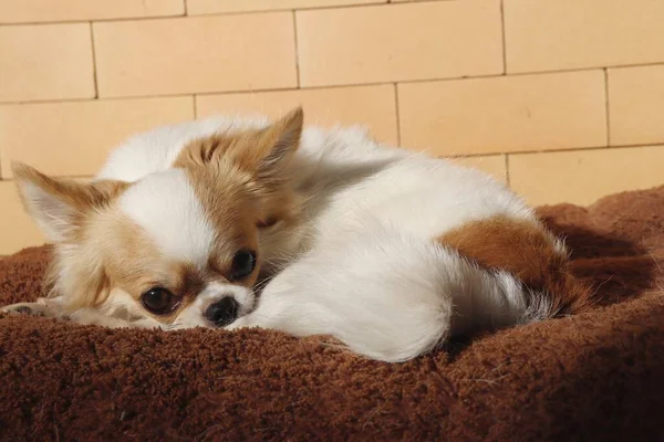 Cute White Chihuahua Dog Pet Animal — Stock Photo, Image