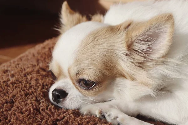 Söt Vit Chihuahua Hund Sällskapsdjur — Stockfoto