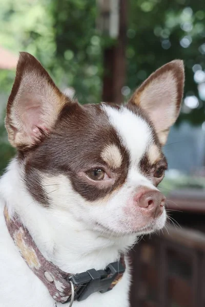 Bonito Animal Estimação Cão Chihuahua Branco — Fotografia de Stock
