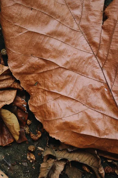 Mooi Van Bruin Gedroogde Bladeren Natuur Achtergrond Textuur — Stockfoto