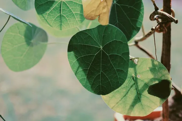 Krásné Zelené Tropické Listy Rostlinné Pozadí Nebo Textury — Stock fotografie