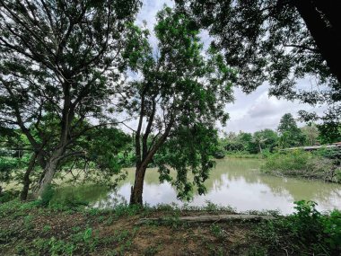 Doğadaki gölet ve ağaçların güzelliği