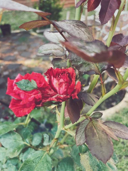 Linda Vermelho Rosa Flor Estilo Vintage — Fotografia de Stock