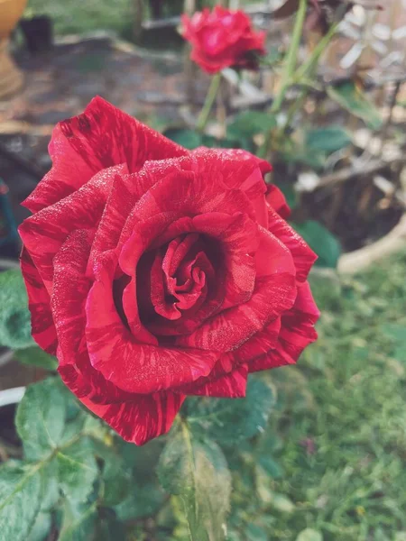 Linda Vermelho Rosa Flor Estilo Vintage — Fotografia de Stock