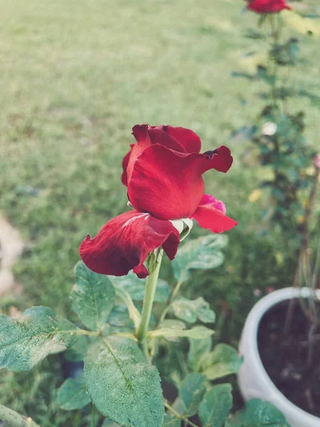 Schöne Der Roten Rose Blume Vintage Stil — Stockfoto