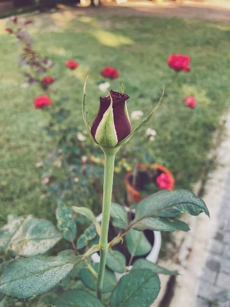 สวยงามของดอกก หลาบส แดงสไตล นเทจ — ภาพถ่ายสต็อก