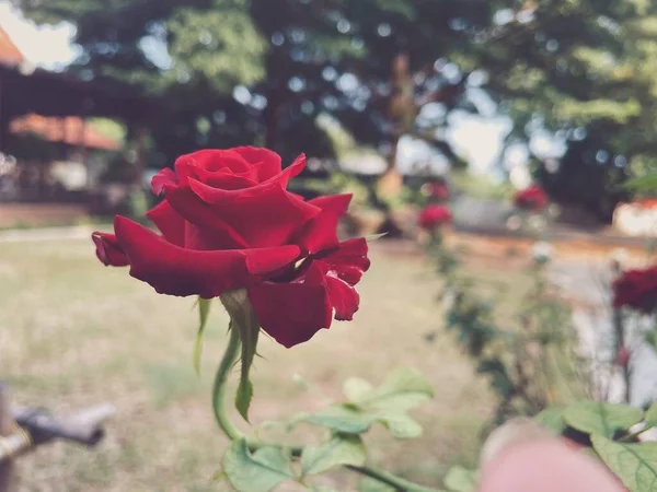 Hermosa Flor Rosa Roja Estilo Vintage — Foto de Stock