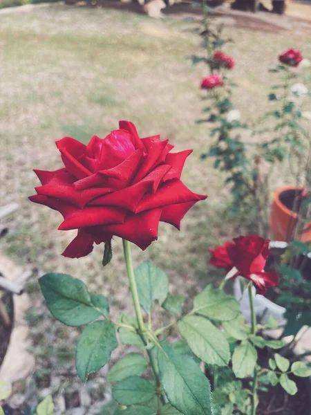 Hermosa Flor Rosa Roja Estilo Vintage — Foto de Stock