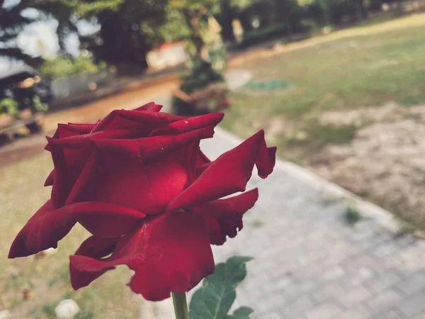 Gyönyörű Vörös Rózsa Virág Évjárat Stílus — Stock Fotó
