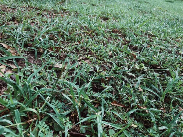 Hojas Vetiver Verde Fondo Gota Agua Textura — Foto de Stock