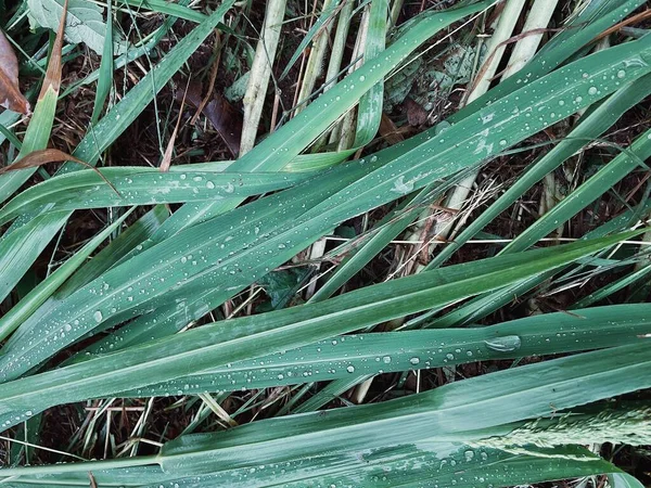 Folhas Vetiver Verdes Fundo Gota Água Textura — Fotografia de Stock