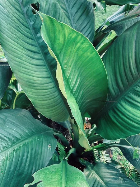 Belle Feuilles Tropicales Vertes Fond Texture Plante — Photo