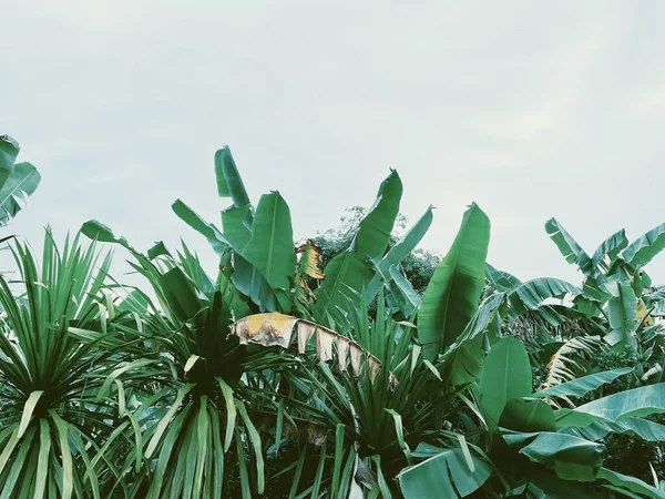 Beautiful Green Tropical Leaves Plant Background Texture — Stock Photo, Image