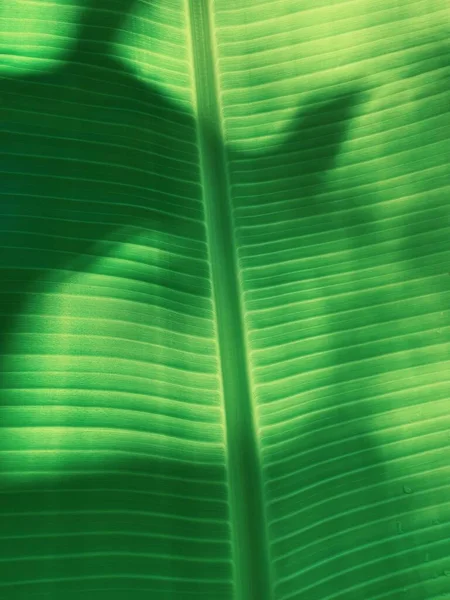 Beautiful Green Tropical Leaves Plant Shadow Background — Stock Photo, Image