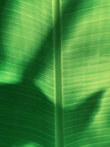 Vacker Gröna Tropiska Blad Växt Och Skugga Bakgrund — Stockfoto