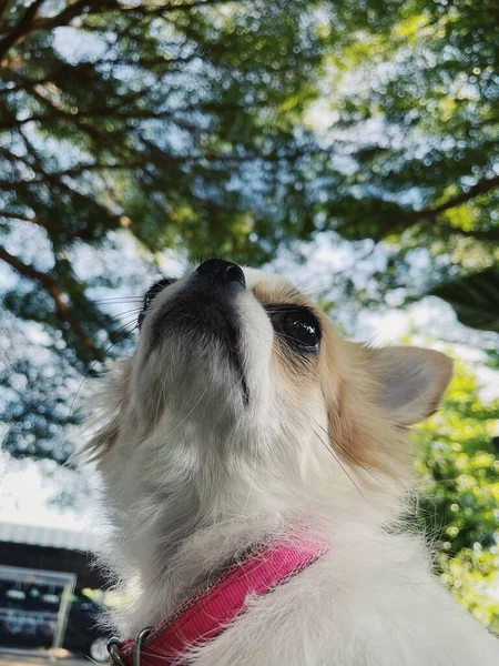 Närbild Söta Vita Chihuahua Hund Sällskapsdjur — Stockfoto