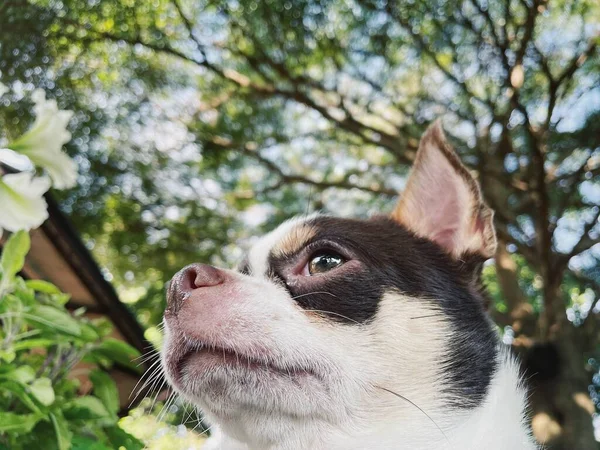 Primer Plano Lindo Perro Chihuahua Blanco Animal Compañía —  Fotos de Stock