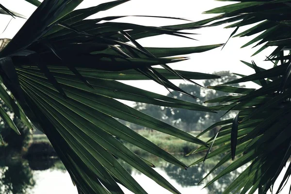 Schöne Von Grünen Tropischen Blättern Hintergrund — Stockfoto