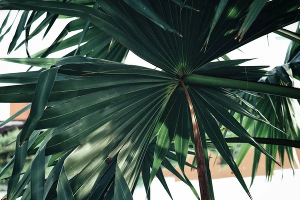 美丽的热带绿叶背景 — 图库照片