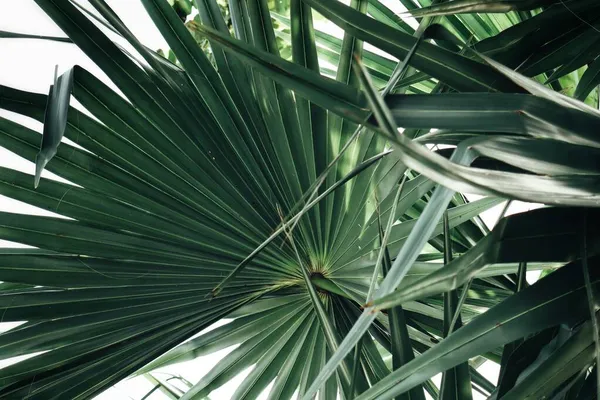 Beautiful Green Tropical Leaves Background — Stock Photo, Image