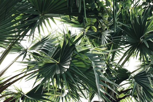 Piękne Zielone Liście Tropikalne Tło — Zdjęcie stockowe