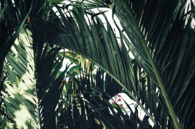 Yeşil tropikal yaprakların güzelliği