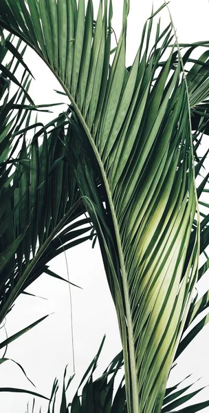 Hermosa Hojas Tropicales Verdes Fondo Blanco — Foto de Stock