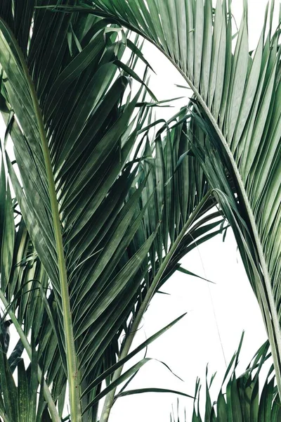 Piękne Zielone Liście Tropikalne Białe Tło — Zdjęcie stockowe