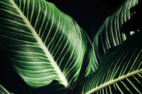 Hermosa Hojas Tropicales Verdes —  Fotos de Stock